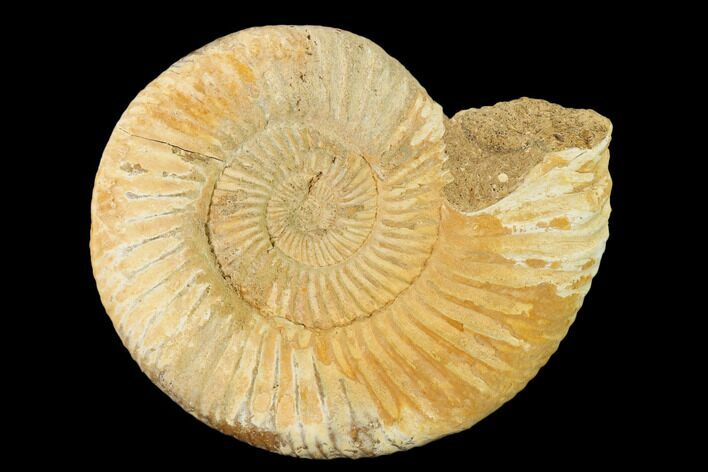 Jurassic Ammonite (Perisphinctes) Fossil - Madagascar #152783